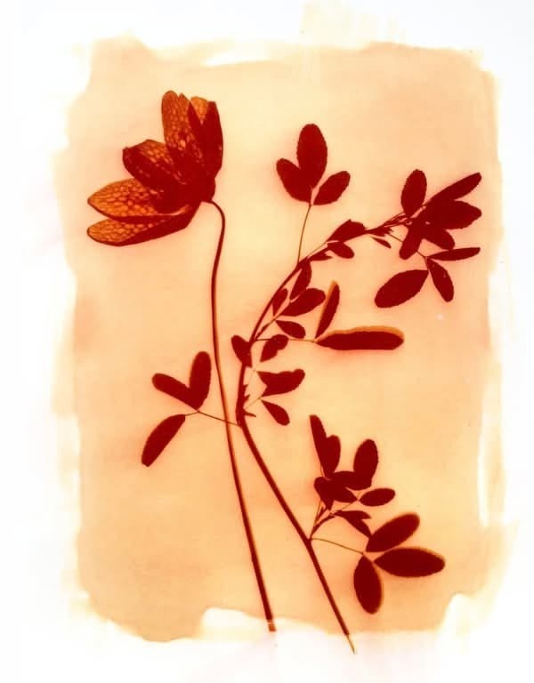 cyanotype 3