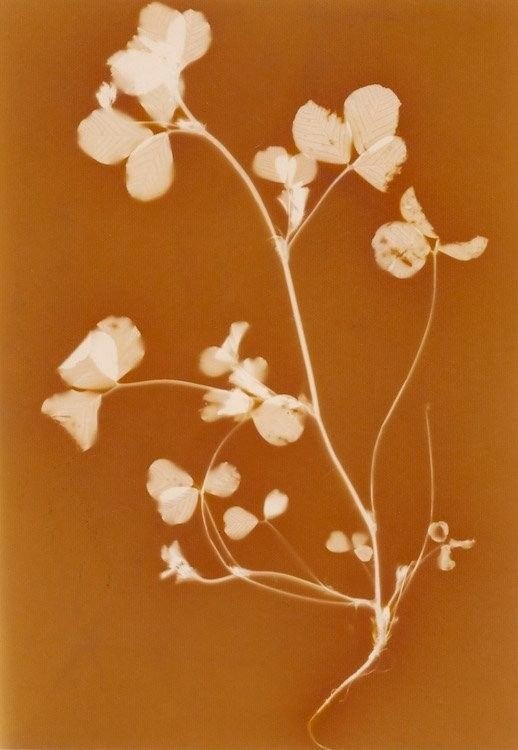 cyanotype 4